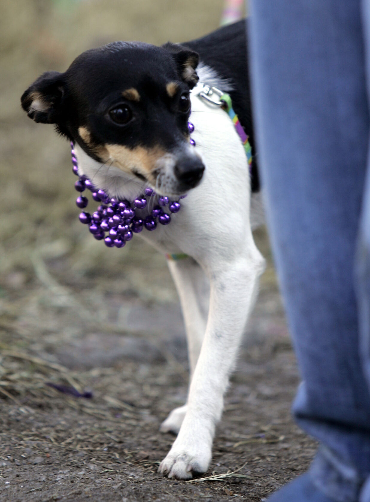 KATRINA MARDI GRAS